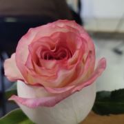 tcy~187072422