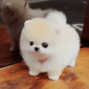 WX~187095441