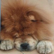 延平梦想家园动保