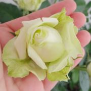 不讲理的妇人家