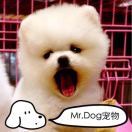 MrDog宠物