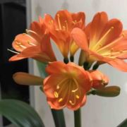 希望青春永不老