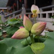 阳光自由花的芬芳