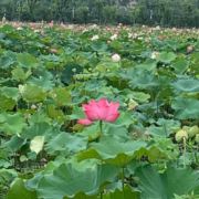 陈晓呆呆呆呆呆