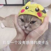 藏猫儿猫藏