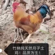 锋帝帝王鸡