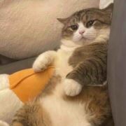 团子是只猫