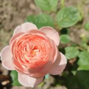 最美时节春暖花开