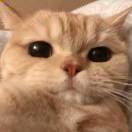 咕咕Z