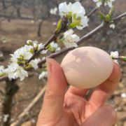 果园养殖小姐姐