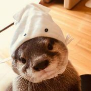 来个鸡翅呀