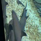 帐篷出租皂李湖