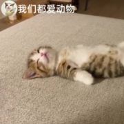 瘫倒的猫