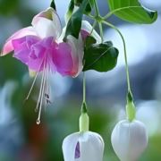 春天花会开9939