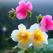 岁月静好377