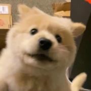 阿巴阿巴阿巴阿巴