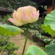 Ye幸福有尔