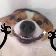 zqc家养名招代理