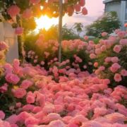 取什么名字好283