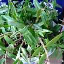 郎威汽修王雅娟15