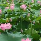 一森（智能锁）