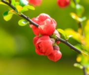 万花从中寂静