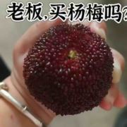 仙居杨梅1