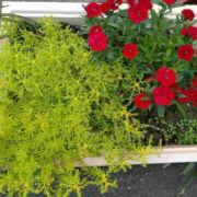 X2安静才不虚伪