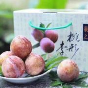 蔡家桃形李175