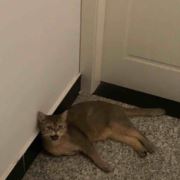 三观胜五观