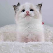 家养布偶猫蹲家长