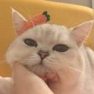 舒克贝塔喵咪咪