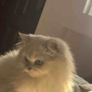 喵oooooo