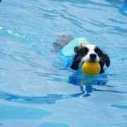 一路缘溪花覆水