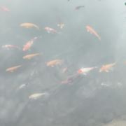 半疯半傻半清醒