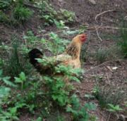 在舟山的种地小农