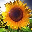 小番茄冰淇淋麻麻