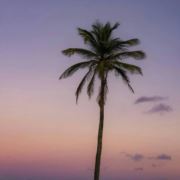 随意vc