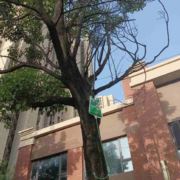 西瓜不甜558