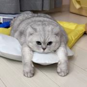 爱因斯坦的猫