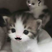 Piprir_7