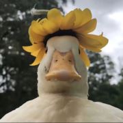 结局T
