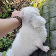 白色小狗找主人