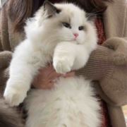 鱼鱼家的布偶猫