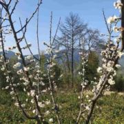 铜砭刮痧民间草药