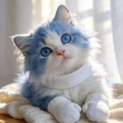 维多利亚的白月光