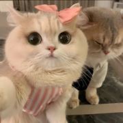 美式加冰不加糖
