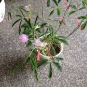 明天的明天是过去