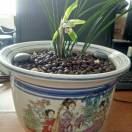 人生如梦yzp