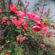 不离love不弃1126